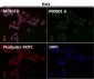 Anti-Phospho-p53 (S392) TP53 Rabbit Monoclonal Antibody